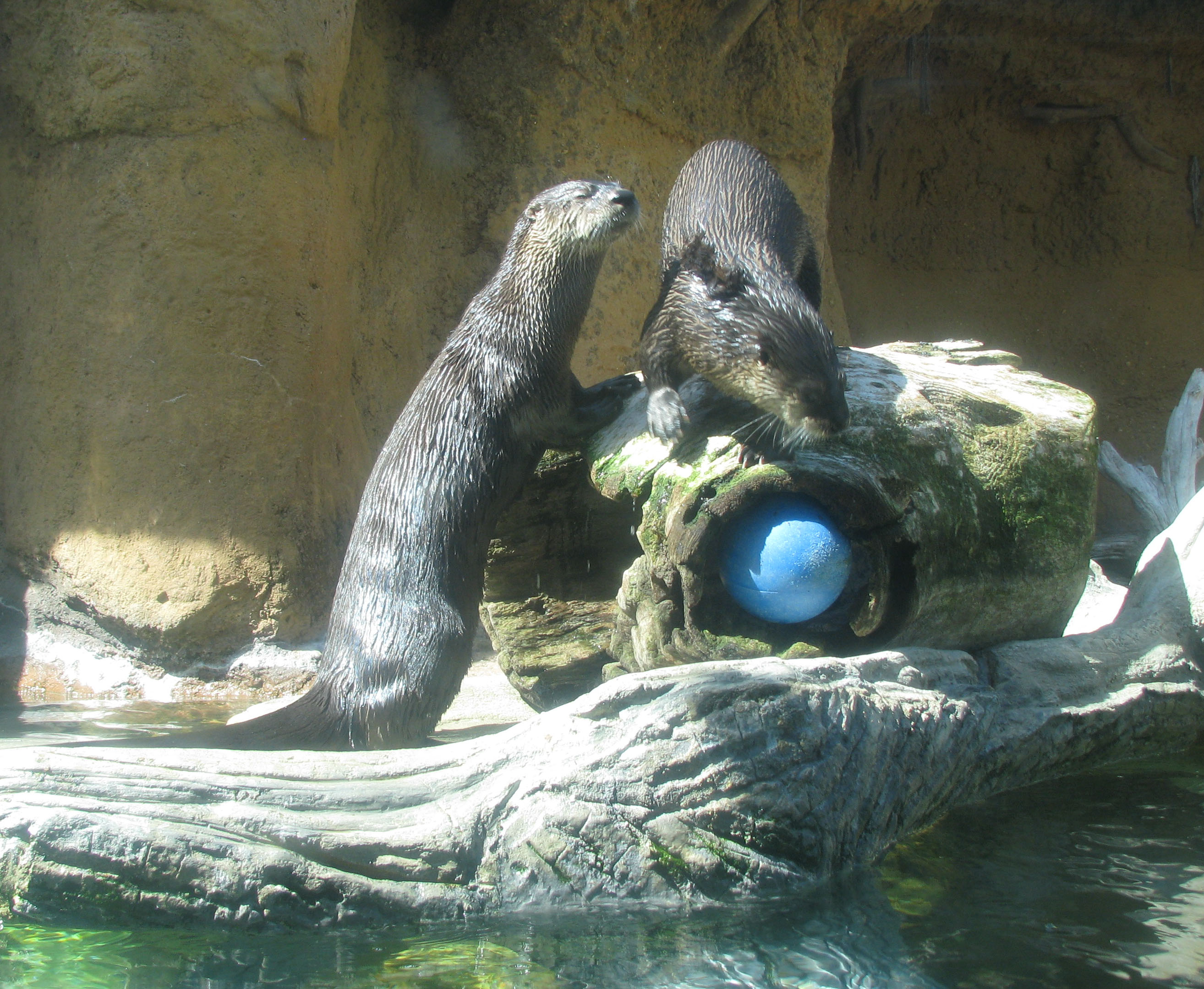 Photo Calvert Marine Museum - Otters in habitat