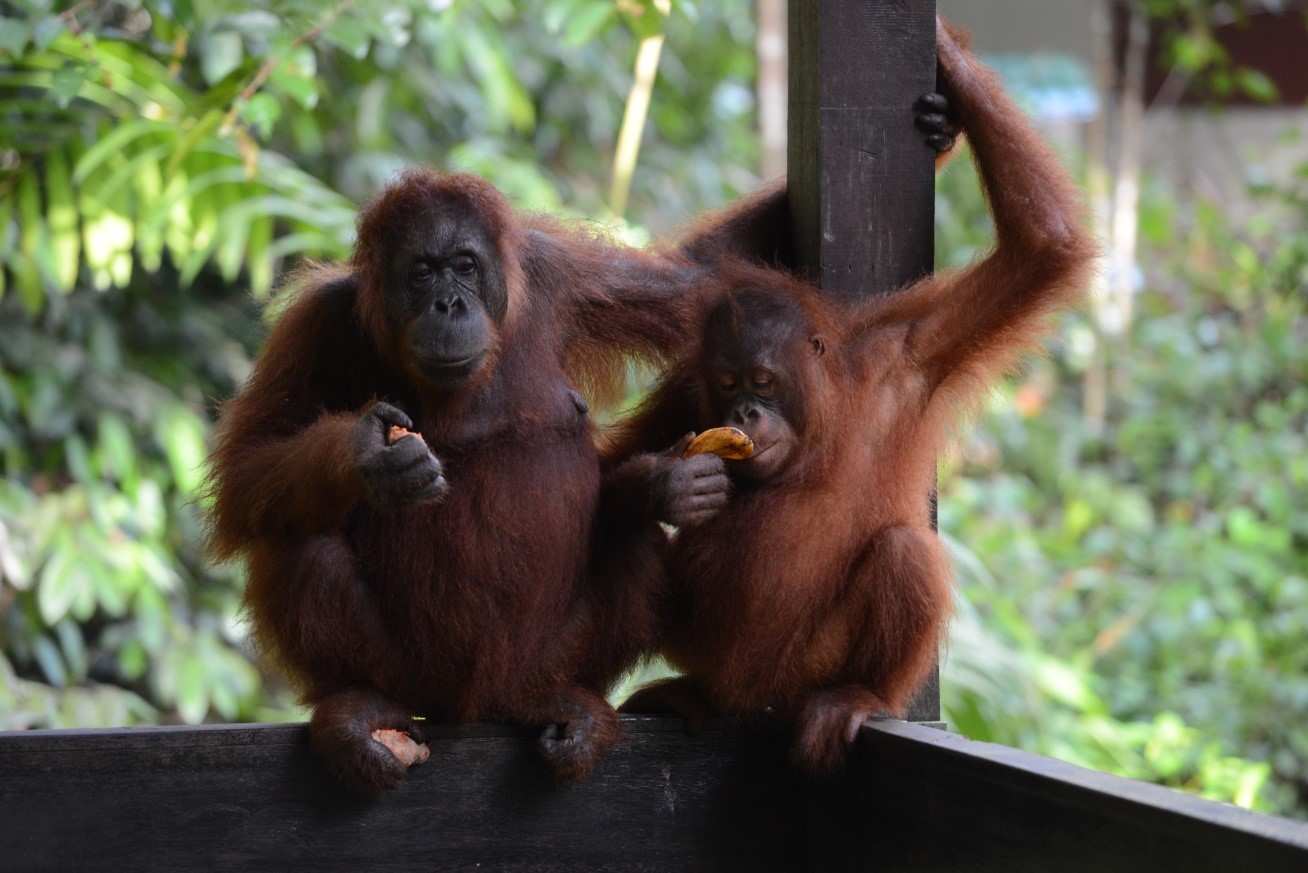 Photo Visit the Orangutan Rehabilitation Center and meet these amazing animals