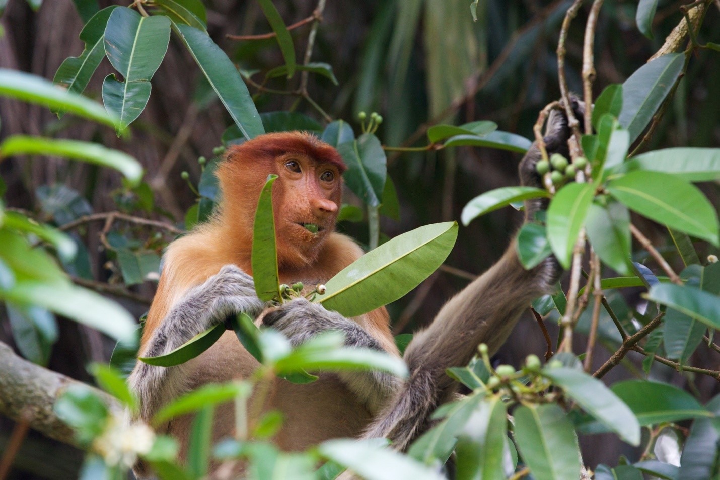 Photo Bako National Park boasts three species of monkey, including the proboscis monkey!