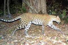 photo for Vast Loss of Habitat Threatens Leopards