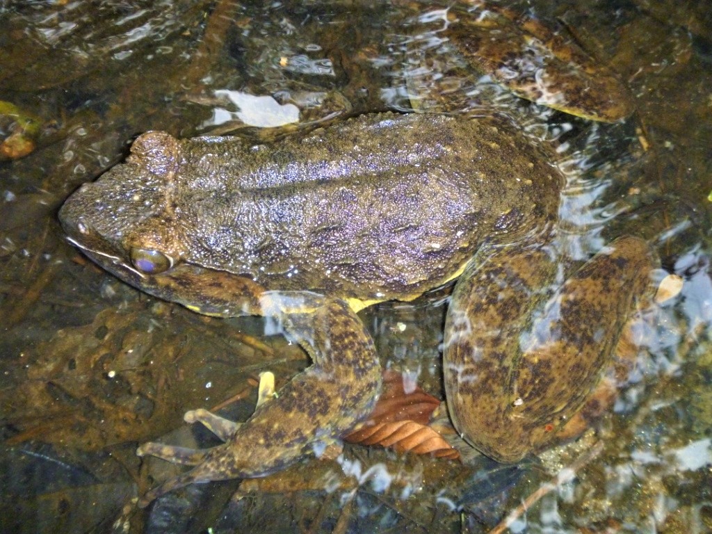 Frog catcher with live Goliath frogs (Conraua goliath), largest frog in the  world, Kolla in Nkongsamba, Littoral Province, Cameroon - SuperStock