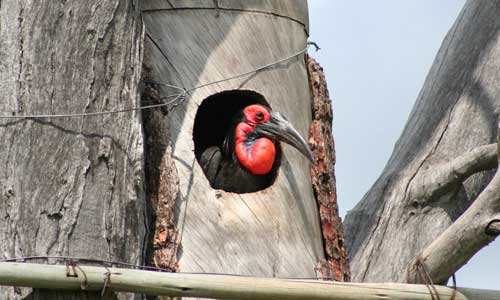 ground hornbill nest