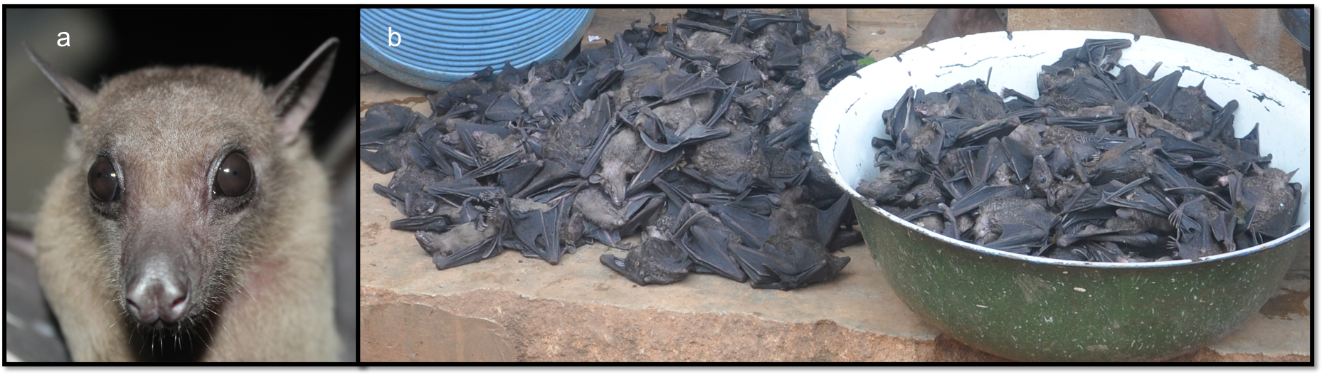 society-for-conservation-biology-priorities-for-conserving-bats-in-nigeria