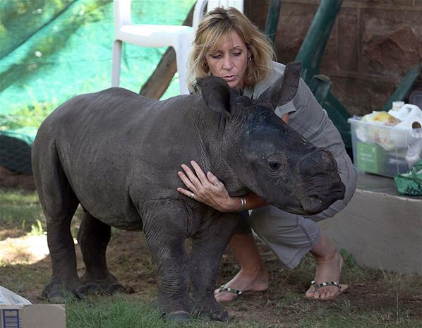 Rhino Rescue and Rehabilitation