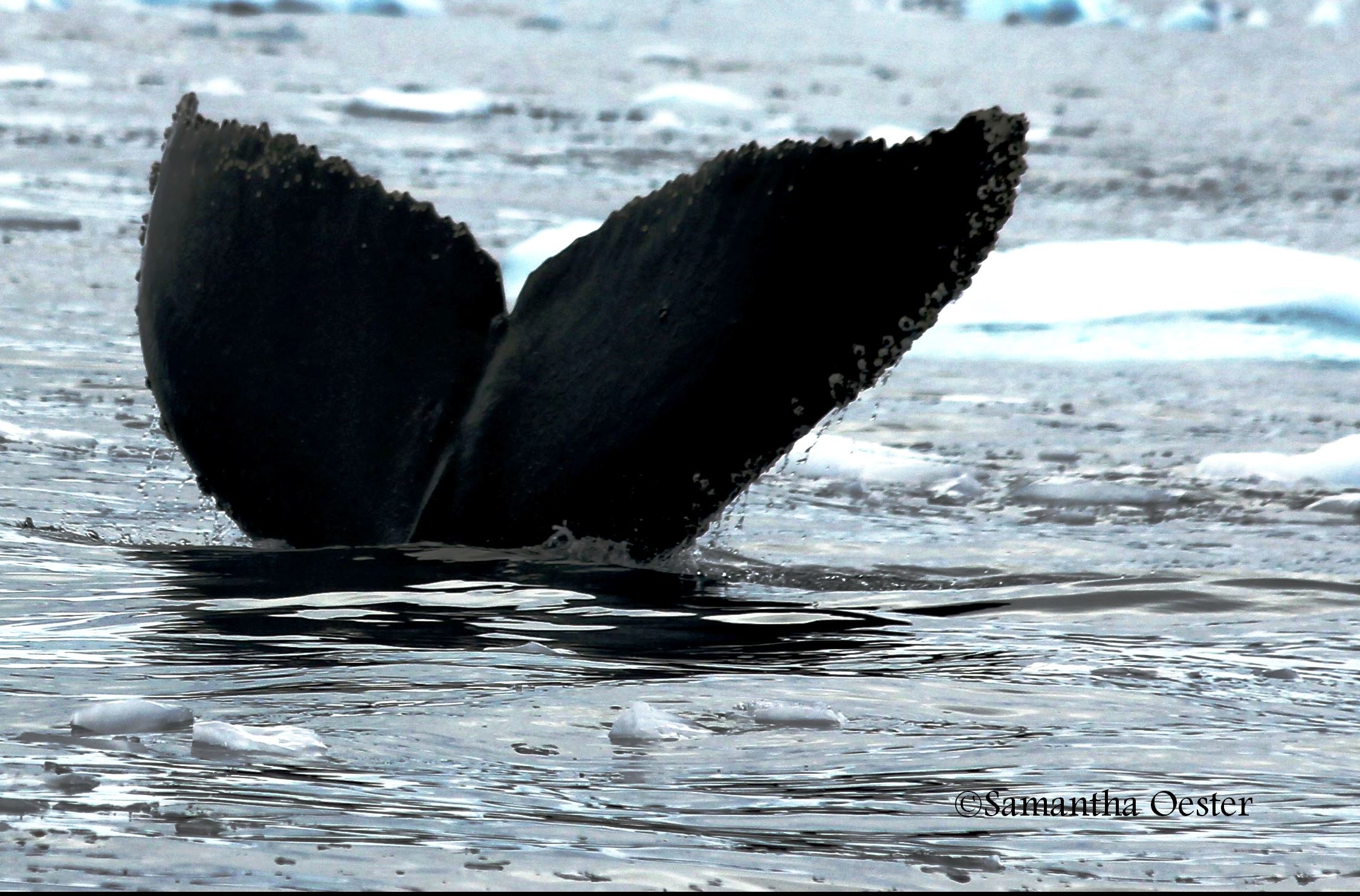 Photo Humpback whales can be seen near St. John's, along with sea ice and icebergs originat