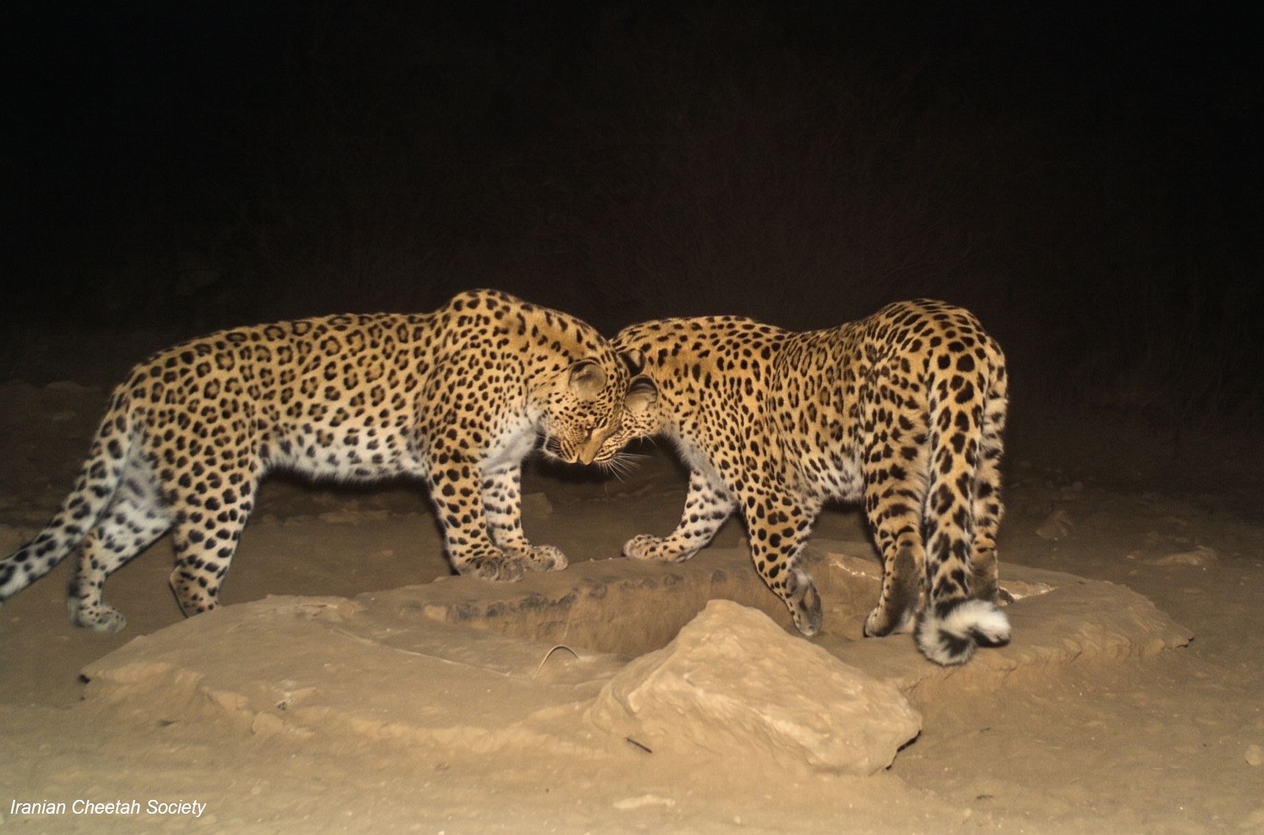 Iranian Cheetah Society