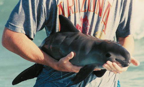 Mexico bans gill nets to save vaquita porpoises