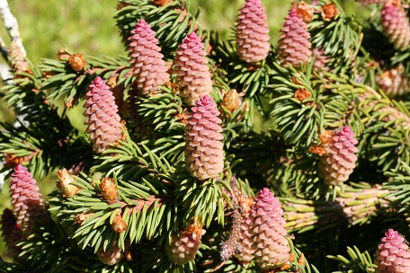 Photo Norway spruce subspecies P. abies obovate in Granlandet, Sweden (Photo: B-G. Jonsson)