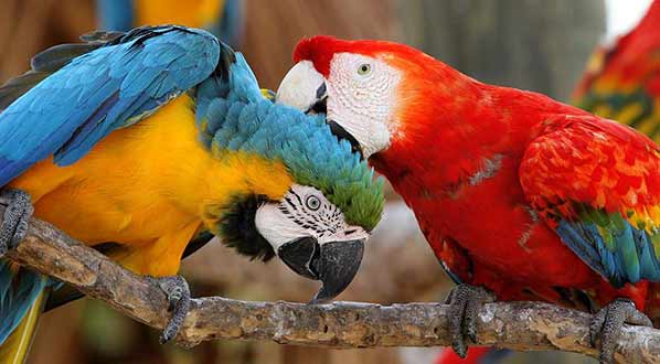 Photo Aviario Nacional de Colombia holds the largest collection of birds in Colombia