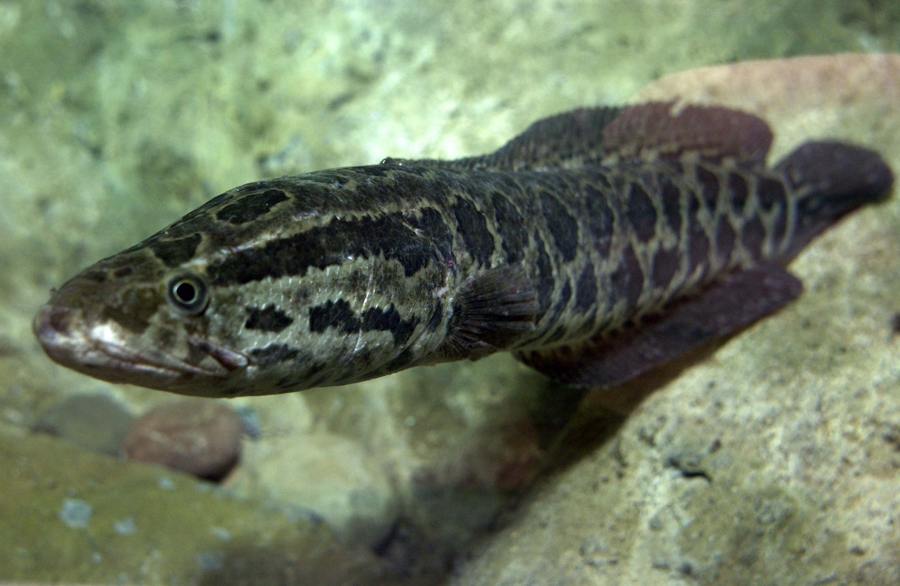 Photo Calvert Marine Museum - Snakehead invasive species