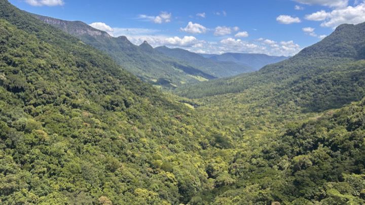 Photo A glimpse of the Atlantic Rain Forest in southern Brazil. Welcome to LACA/SCB 2026!