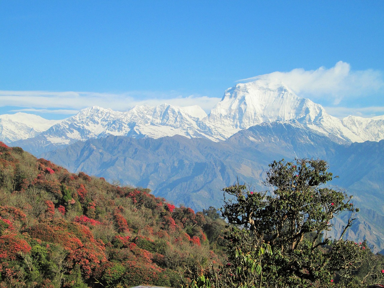 Photo Nepal is an incredibly biodiverse country.