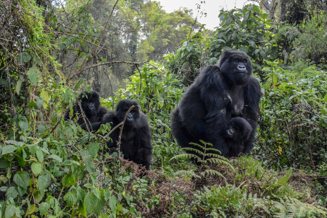 Photo Mountain Gorillas in Volcanoes National Park