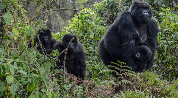 Photo Conservation of the endangered mountain gorilla is a national success & constant test