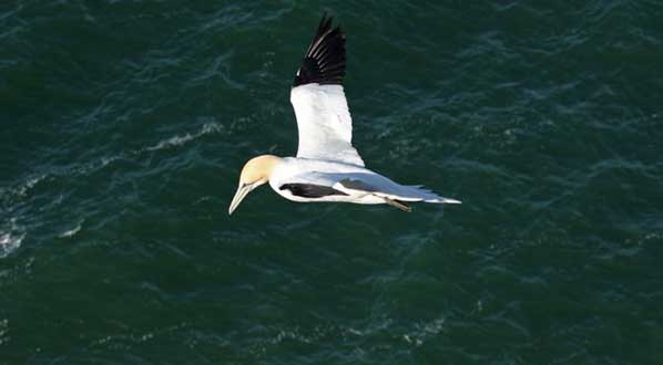 Photo Scotland harbours the world's most important nesting grounds for Northern gannets.