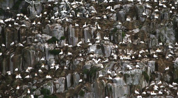 Photo A colony of gannetts, coastal Scotland
