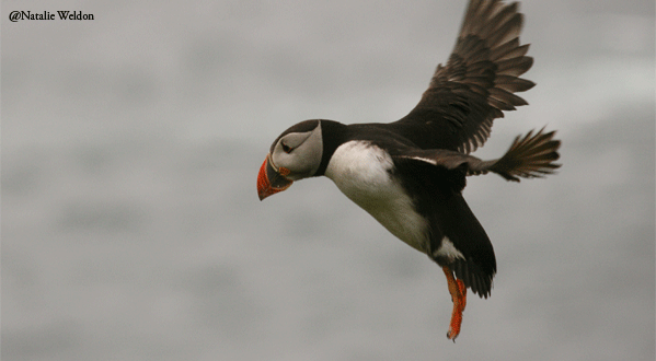 Photo The Atlantic Puffin is the official mascot of IMCC3