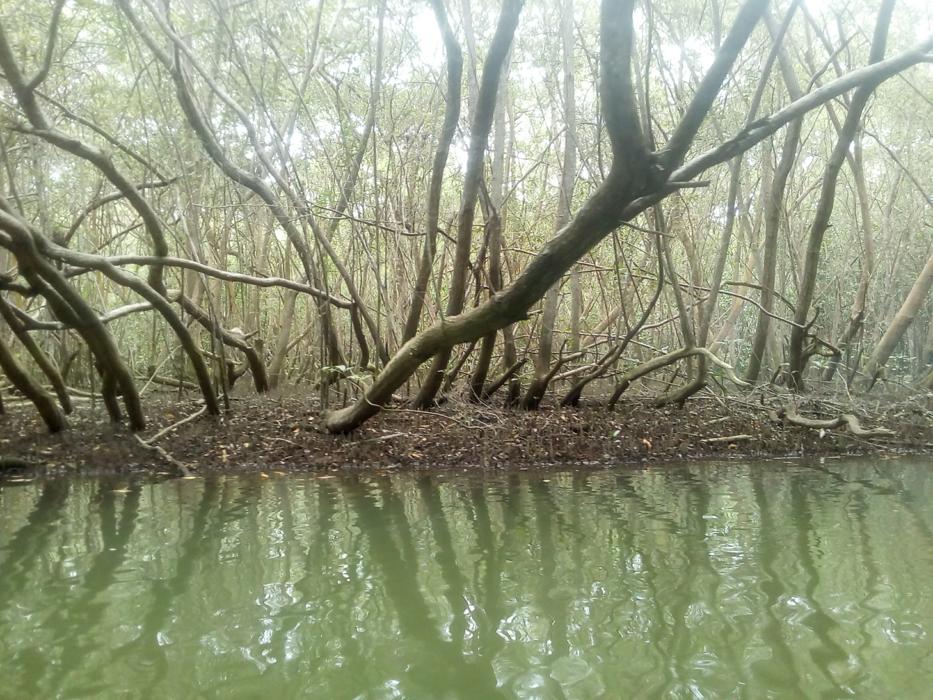 Photo Mangrove channels that are nurseries for fish and nesting sites for countless species