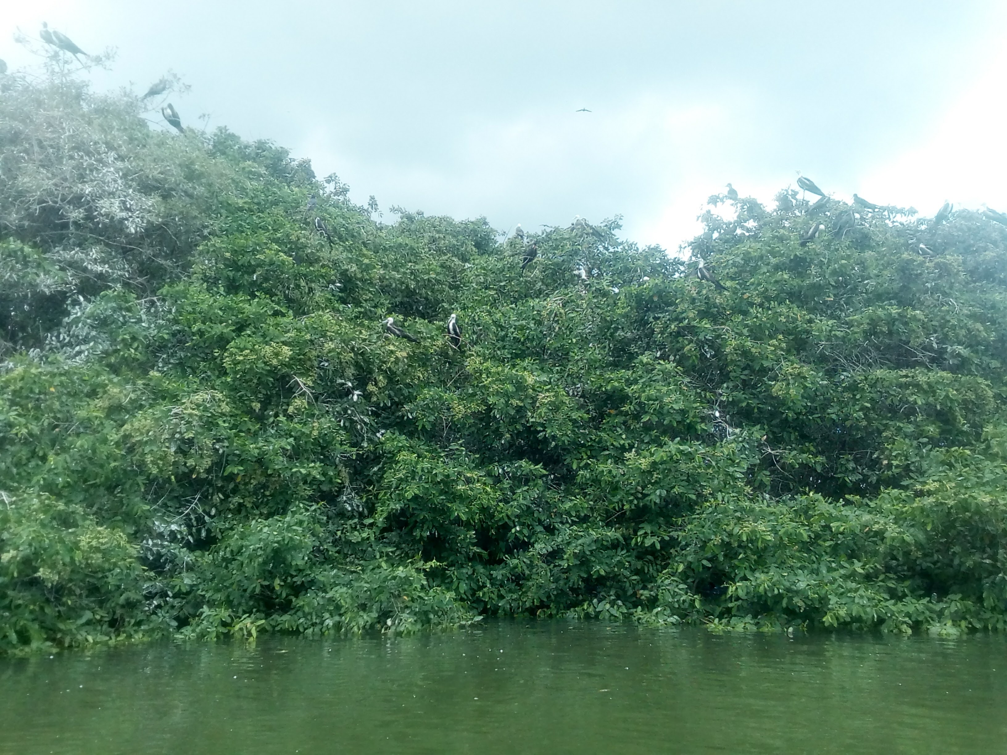 Photo Mangroves of the Esmeraldas River Mangroves and Esmeraldas Wildlife Refuge -Ecuador