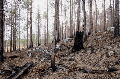 Photo A prescribed burn in Jämtgaveln Nature Reserve (Photo: B-G. Jonsson)