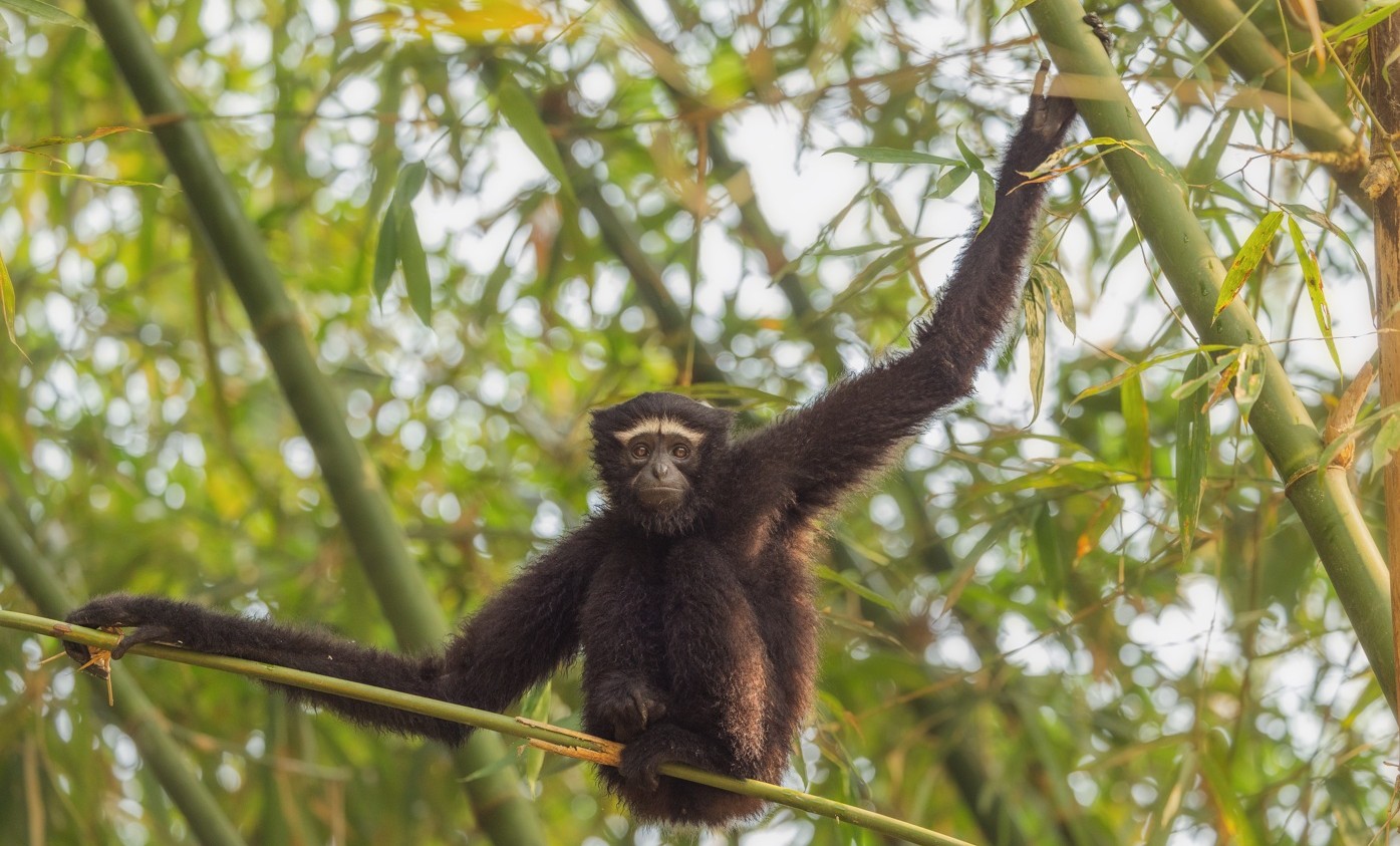 Photo Nepal is a biodiversity hotspot