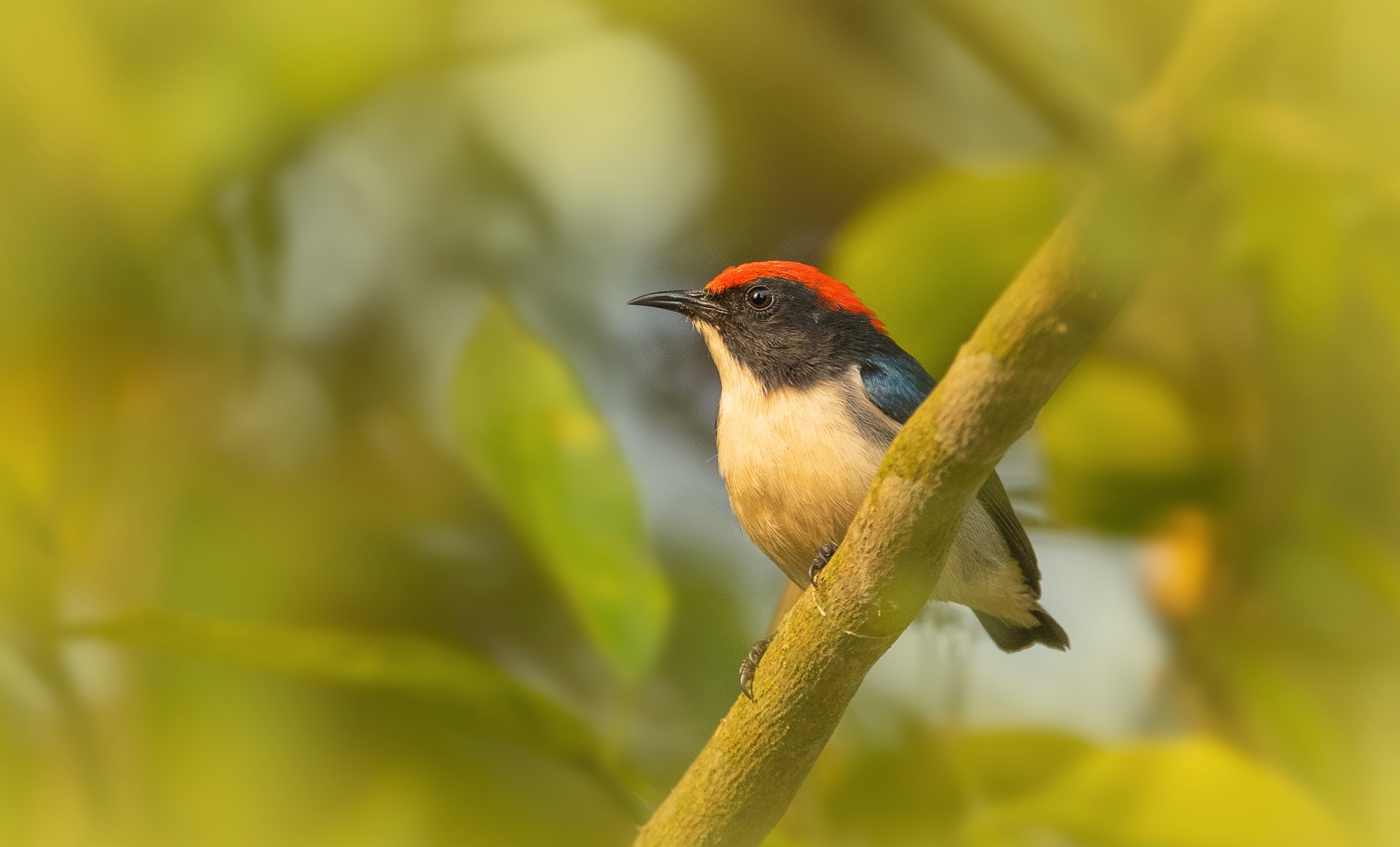 Photo Nepal is a biodiversity hotspot