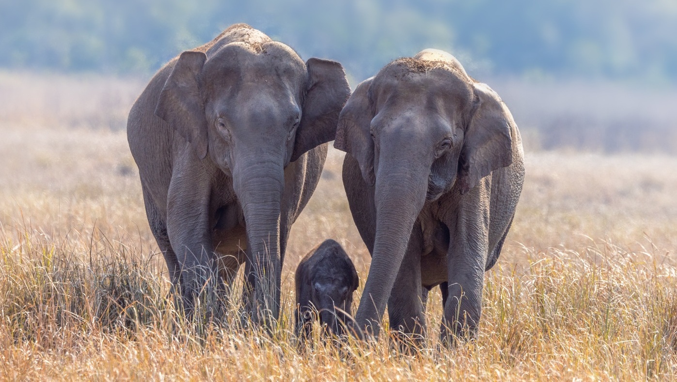 Photo Nepal is a biodiversity hotspot
