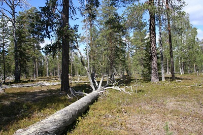 Photo Old-growth pine dominated forest Pelloskog, Sweden (Photo: B-G. Jonsson)