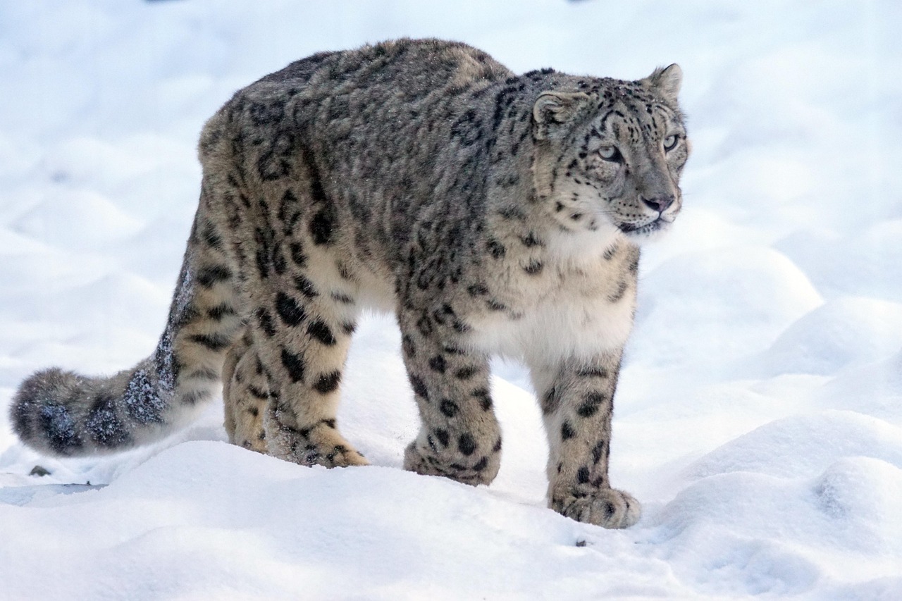 Photo Nepal is home to a wide range of species like snow leopards + pangolins.
