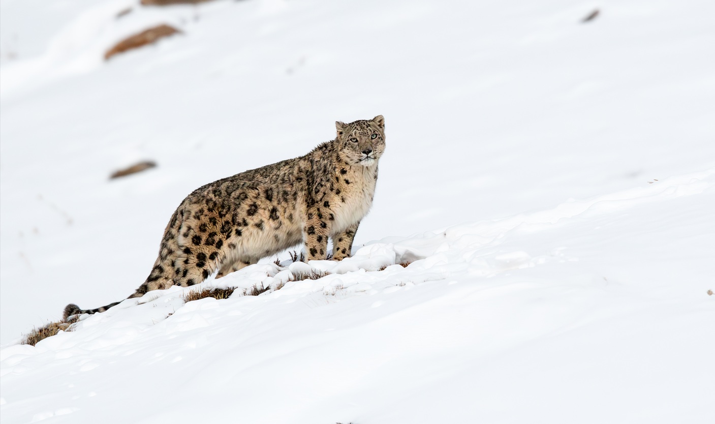 Photo Nepal is home to a wide range of species like snow leopards and pangolins.