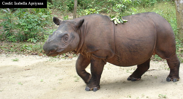 Photo Sumatran rhino at sanctuary in Indonesia. Photo: Isabella Apriyana, Wikimedia Commons