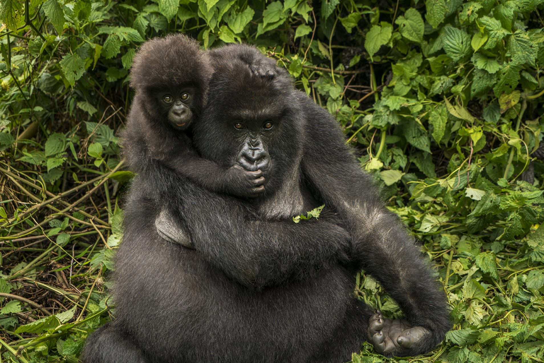 Photo Gorilla trekking in Rwanda and Uganda are among the field trip options for ICCB deleg