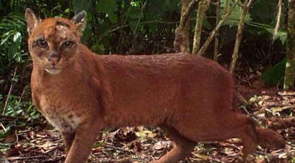 Photo Camera traps are effective for understanding the little-studied African golden cat