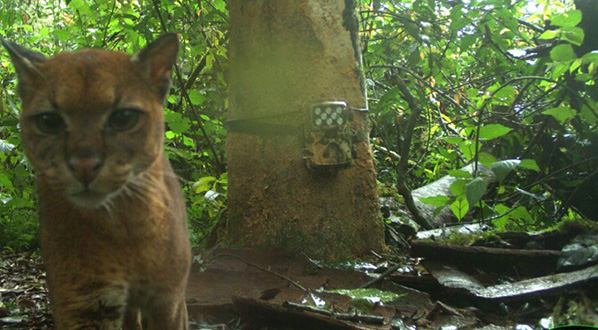 Photo Endemic to tropical Africa, the rare African golden cat is threatened by habitat loss