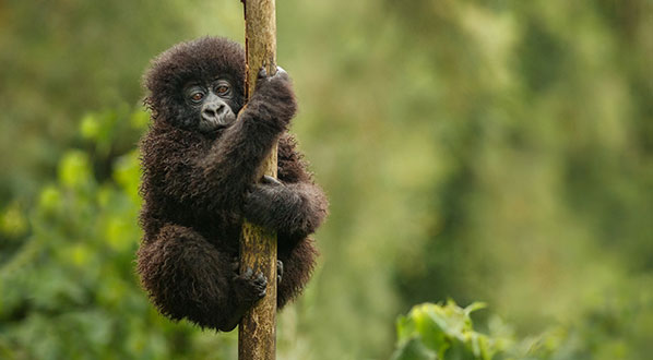 Photo More than half of the world's mountain gorillas live in the Virunga Mountains.
