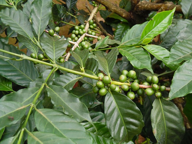 Photo The fertile slopes around Moshi are home to numerous coffee plantations.