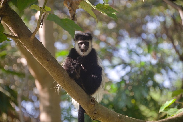 Photo Close by, there are also dense forests with vibrant birdlife and colobus monkeys.