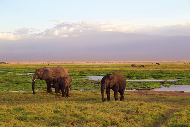 Photo Kilimanjaro National Park, a UNESCO World Heritage Site, protects a range of wildlife