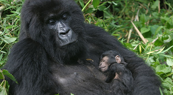 Photo Despite challenges, conservation of the mountain gorilla in Rwanda is a success
