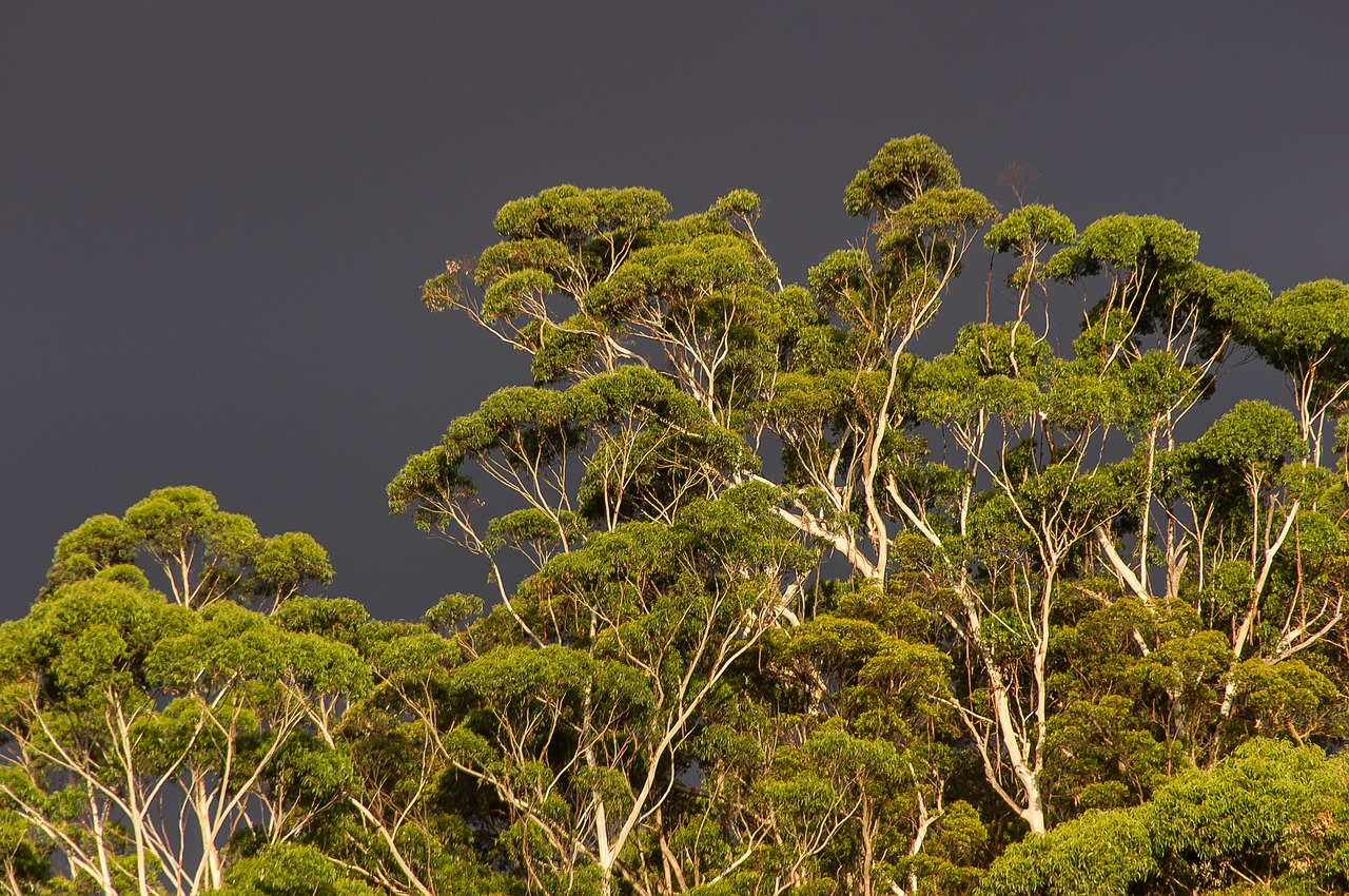 Photo Queensland is home to diverse habitats like eucalypt and acacia woodlands.