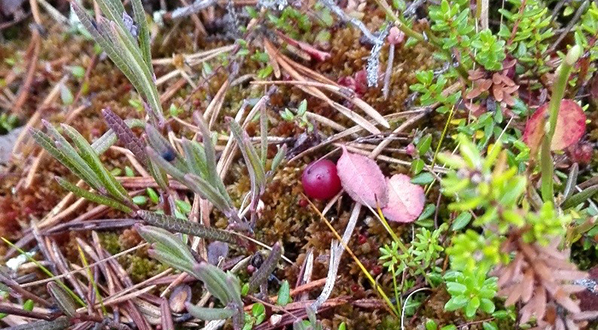 Photo Restored peatland and it`s ecosystem services: cranberry Vaccinium Oxycoccos.