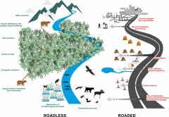 photo for SCB North America Works to Protect Roadless Forests