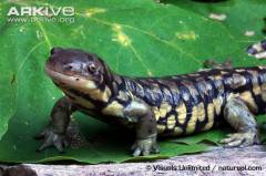 photo for Asian Fungus Could Threaten U.S. Salamanders