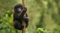 photo for Kwita Izina: Baby Gorilla Naming Ceremony